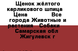 Щенок жёлтого карликового шпица  › Цена ­ 50 000 - Все города Животные и растения » Собаки   . Самарская обл.,Жигулевск г.